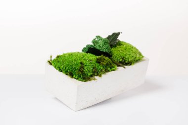 İç tasarım için beyaz zemin üzerinde beyaz beton yosunlar