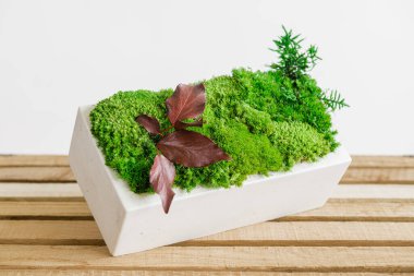 İzlanda yosunlarını tahta ve beyaz arka planda beyaz betonda sabitledi