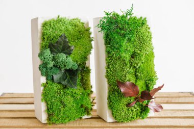 İzlanda yosunlarını tahta ve beyaz arka planda beyaz betonda sabitledi