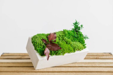 İzlanda yosunlarını tahta ve beyaz arka planda beyaz betonda sabitledi