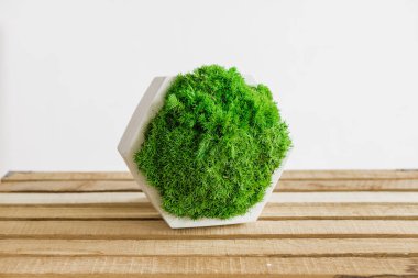 İzlanda yosunlarını tahta ve beyaz arka planda beyaz betonda sabitledi