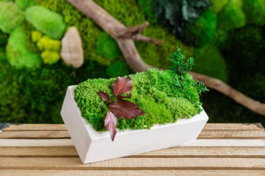 İzlanda yosunlarını tahta ve beyaz arka planda beyaz betonda sabitledi