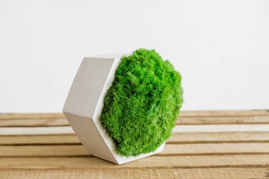 İzlanda yosunlarını tahta ve beyaz arka planda beyaz betonda sabitledi