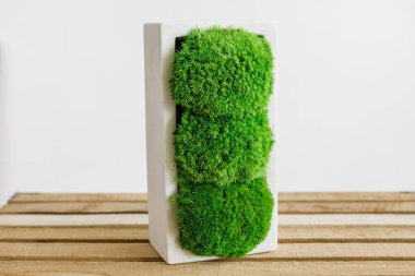 İzlanda yosunlarını tahta ve beyaz arka planda beyaz betonda sabitledi