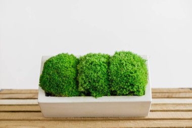 İzlanda yosunlarını tahta ve beyaz arka planda beyaz betonda sabitledi