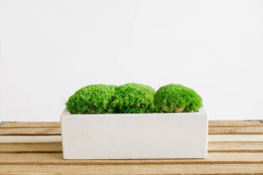 İzlanda yosunlarını tahta ve beyaz arka planda beyaz betonda sabitledi