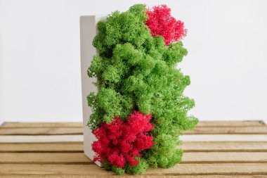 İzlanda yosunlarını tahta ve beyaz arka planda beyaz betonda sabitledi