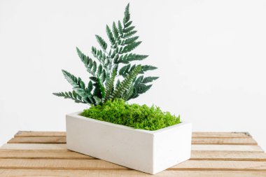 İzlanda yosunlarını tahta ve beyaz arka planda beyaz betonda sabitledi