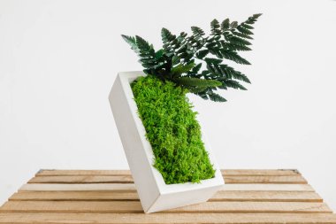 İzlanda yosunlarını tahta ve beyaz arka planda beyaz betonda sabitledi