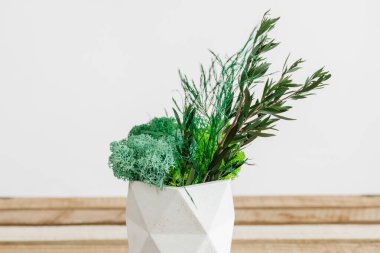 İzlanda yosunlarını tahta ve beyaz arka planda beyaz betonda sabitledi