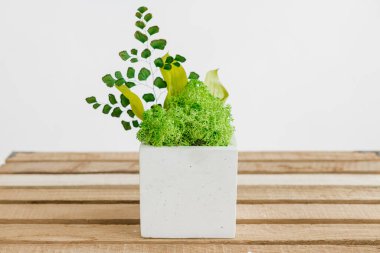 İzlanda yosunlarını tahta ve beyaz arka planda beyaz betonda sabitledi