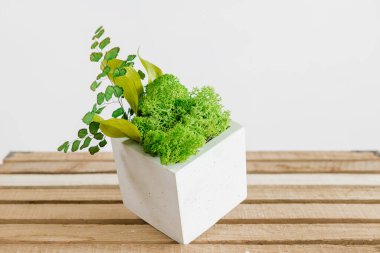 İzlanda yosunlarını tahta ve beyaz arka planda beyaz betonda sabitledi