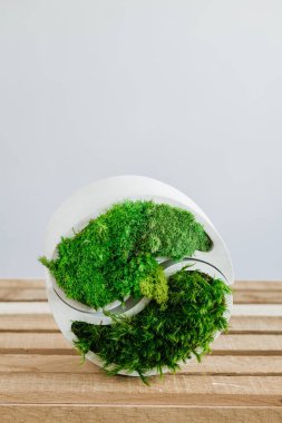 Genç sterilize edilmiş İzlanda yosunları tahtada beyaz betonda. yin-yang figürü