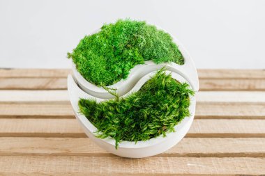 Genç sterilize edilmiş İzlanda yosunları tahtada beyaz betonda. yin-yang figürü