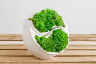 Genç sterilize edilmiş İzlanda yosunları tahtada beyaz betonda. yin-yang figürü