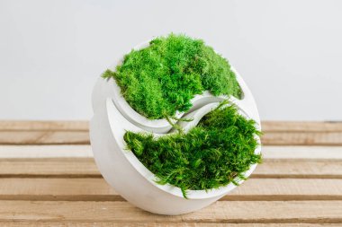 Genç sterilize edilmiş İzlanda yosunları tahtada beyaz betonda. yin-yang figürü