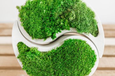 Genç sterilize edilmiş İzlanda yosunları tahtada beyaz betonda. yin-yang figürü