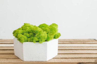 İzlanda sterilize edilmiş yosunlar iç tasarım için beton beyaz bir vazoda. resim beyaz arkaplan