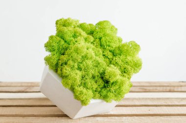 İzlanda sterilize edilmiş yosunlar iç tasarım için beton beyaz bir vazoda. resim beyaz arkaplan