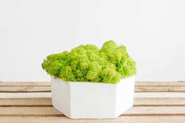 İzlanda sterilize edilmiş yosunlar iç tasarım için beton beyaz bir vazoda. resim beyaz arkaplan