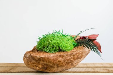 Beyaz arka planda gerçek bir hindistan cevizi içinde İzlanda yosunu sterilize ettim. iç tasarım için