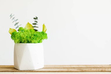 İzlanda sterilize edilmiş yosunlar iç tasarım için beton beyaz bir vazoda. resim beyaz arkaplan