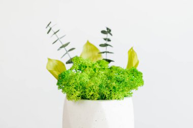 İzlanda sterilize edilmiş yosunlar iç tasarım için beton beyaz bir vazoda. resim beyaz arkaplan