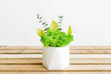 İzlanda sterilize edilmiş yosunlar iç tasarım için beton beyaz bir vazoda. resim beyaz arkaplan