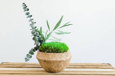 Arkaplanda Hindistan cevizli yeşil İzlanda sterilize yosunları