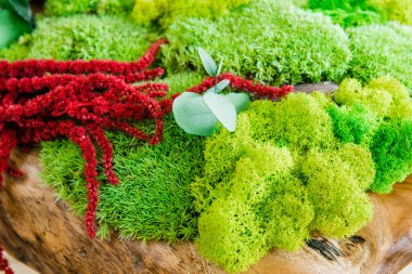 Arka planda ahşap bir kase içinde İzlanda usulü yosun.