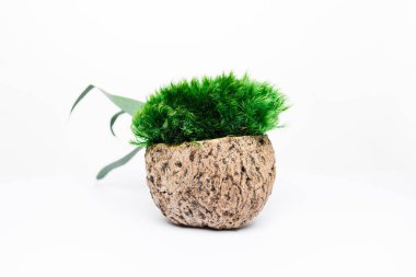 Beyaz arka planda yeşil eko yosunlu yeni hindistan cevizi