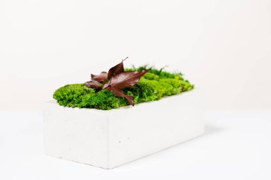 İç tasarım için beyaz zemin üzerinde beyaz beton yosunlar