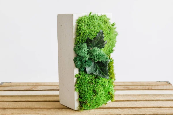 İzlanda yosunlarını tahta ve beyaz arka planda beyaz betonda sabitledi