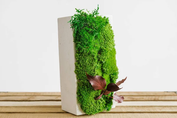 İzlanda yosunlarını tahta ve beyaz arka planda beyaz betonda sabitledi