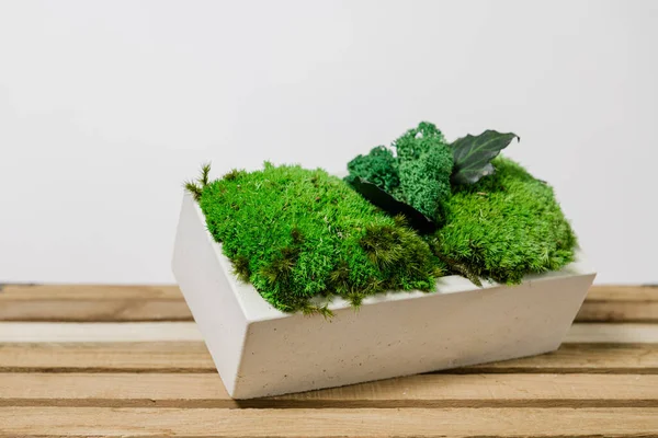 İzlanda yosunlarını tahta ve beyaz arka planda beyaz betonda sabitledi