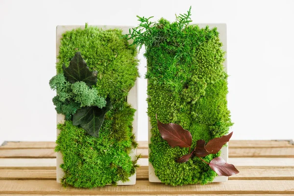 İzlanda yosunlarını tahta ve beyaz arka planda beyaz betonda sabitledi