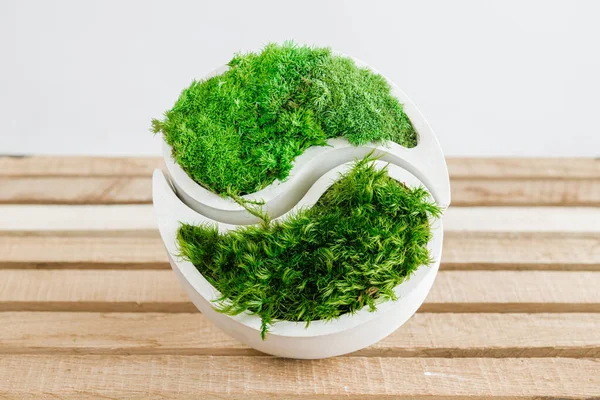 Genç sterilize edilmiş İzlanda yosunları tahtada beyaz betonda. yin-yang figürü