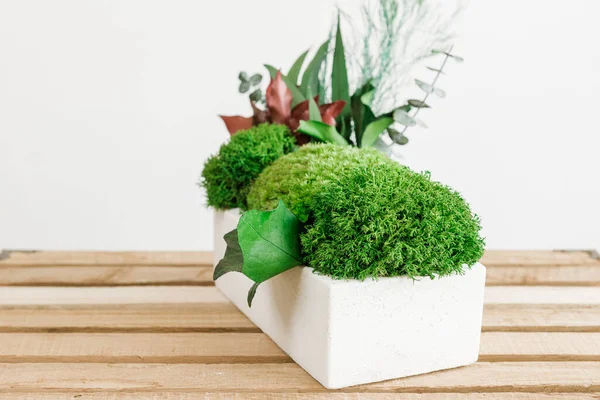 İzlanda yosunlarını tahta ve beyaz arka planda beyaz betonda sabitledi