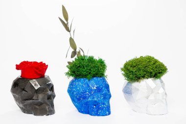 İzlanda yosunu, beyaz bir arka planda beton bir sürahi içinde, kafatası şeklinde sterilize edilmiş.