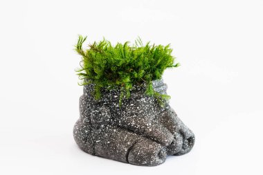 İzlanda yosunu, miğfer şeklinde beton bir sürahi içinde sterilize edildi.