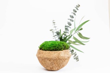 Beyaz arka planda Hindistan cevizinde sterilize edilmiş İzlanda yosunu.