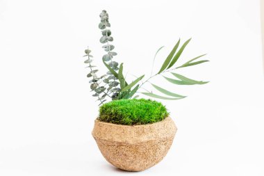 Beyaz arka planda Hindistan cevizinde sterilize edilmiş İzlanda yosunu.