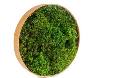 Beyaz arka planda yuvarlak ahşap desenli İzlanda yosunu sterilize edildi.