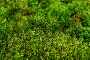 Beyaz arka planda yuvarlak ahşap desenli İzlanda yosunu sterilize edildi.