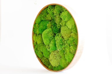 Beyaz arka planda yuvarlak ahşap desenli İzlanda yosunu sterilize edildi.