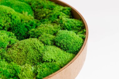 Beyaz arka planda yuvarlak ahşap desenli İzlanda yosunu sterilize edildi.