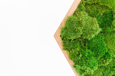 Sterilize edilmiş İzlanda yosunları beyaz arka planda ahşap desenli