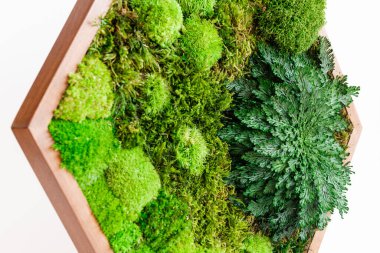 Sterilize edilmiş İzlanda yosunları beyaz arka planda ahşap desenli