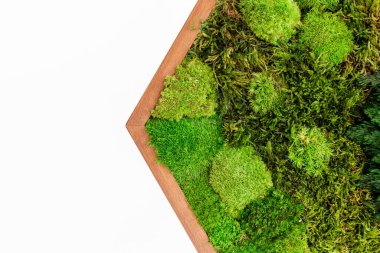 Sterilize edilmiş İzlanda yosunları beyaz arka planda ahşap desenli