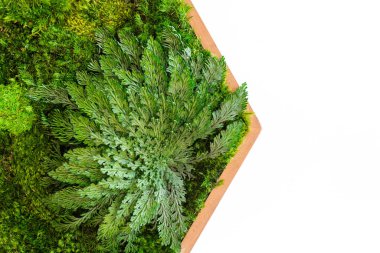 Sterilize edilmiş İzlanda yosunları beyaz arka planda ahşap desenli